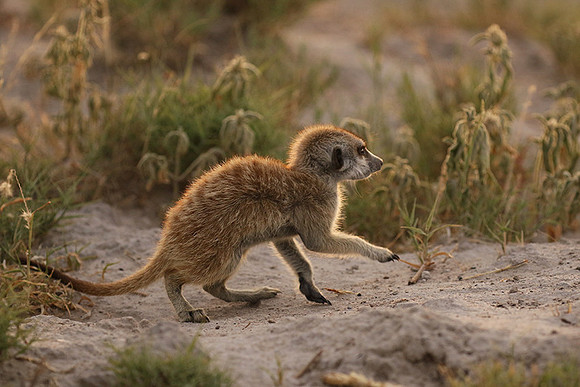 Makgadikgadi