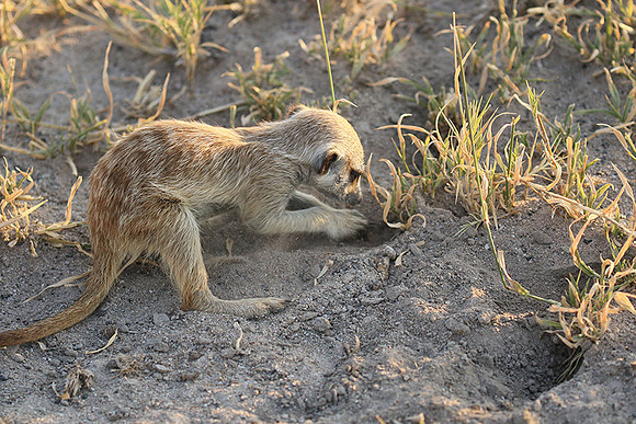 Makgadikgadi