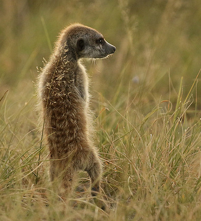 Makgadikgadi