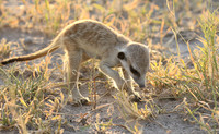 Makgadikgadi
