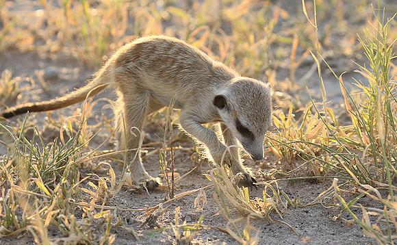Makgadikgadi