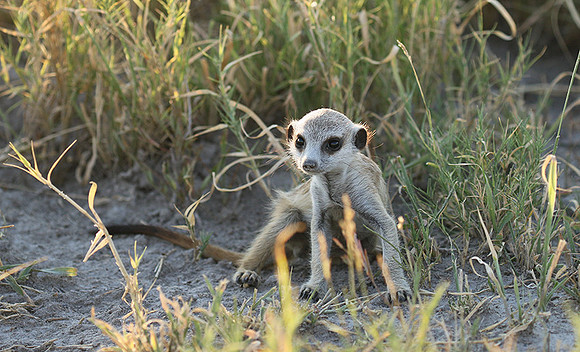 Makgadikgadi