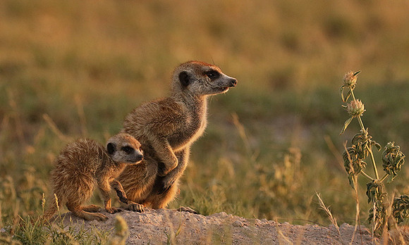 Makgadikgadi