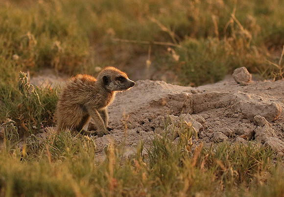 Makgadikgadi