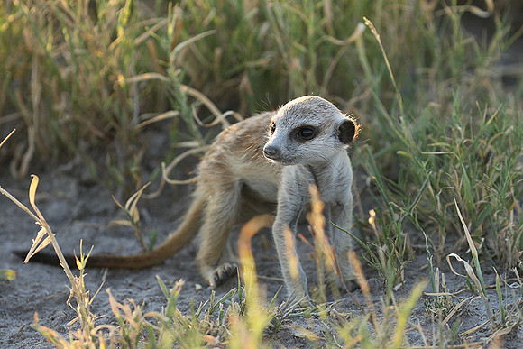 Makgadikgadi