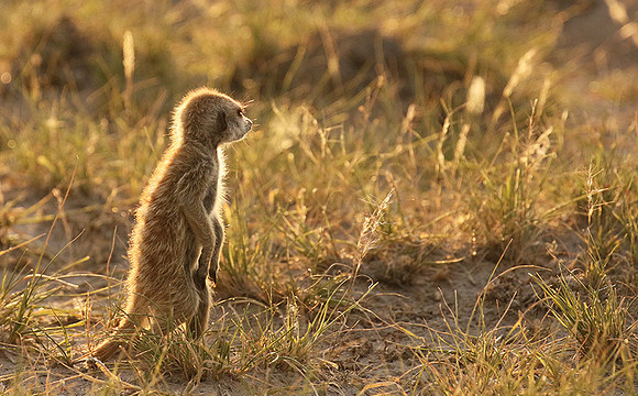 Makgadikgadi
