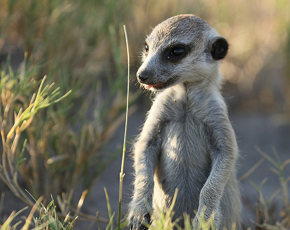 Makgadikgadi