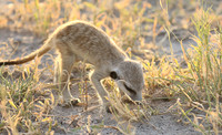 Makgadikgadi