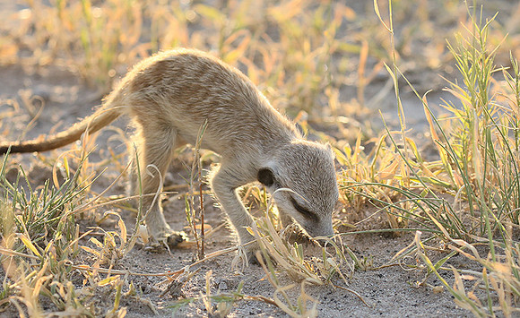 Makgadikgadi
