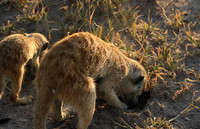 Makgadikgadi