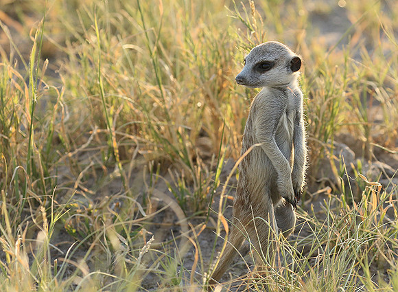 Makgadikgadi