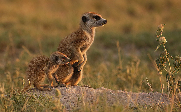 Makgadikgadi