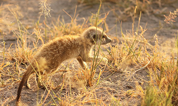 Makgadikgadi