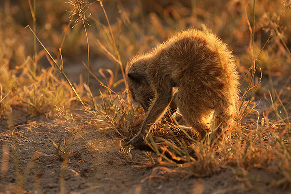 Makgadikgadi