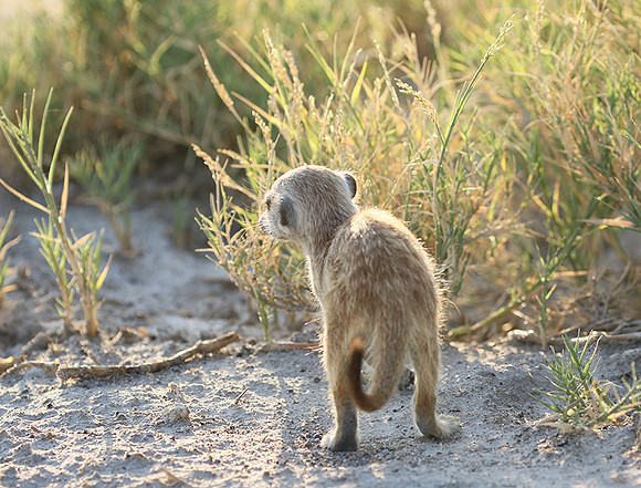 Makgadikgadi