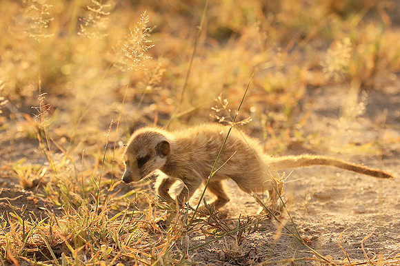 Makgadikgadi