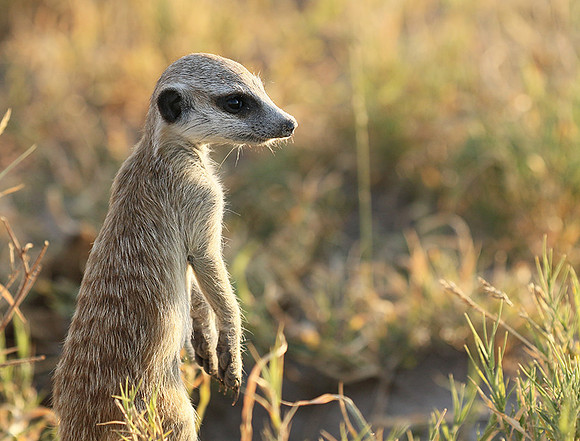 Makgadikgadi