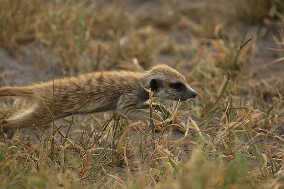 Makgadikgadi