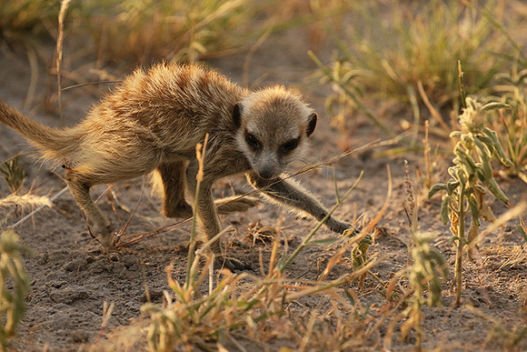 Makgadikgadi