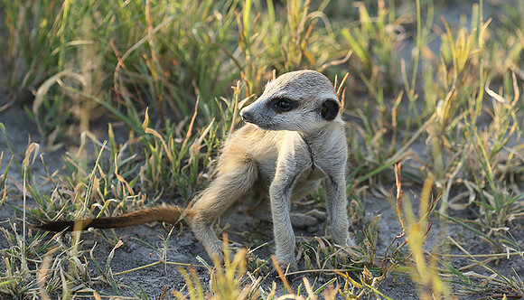 Makgadikgadi