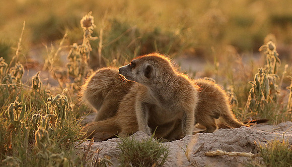 Makgadikgadi