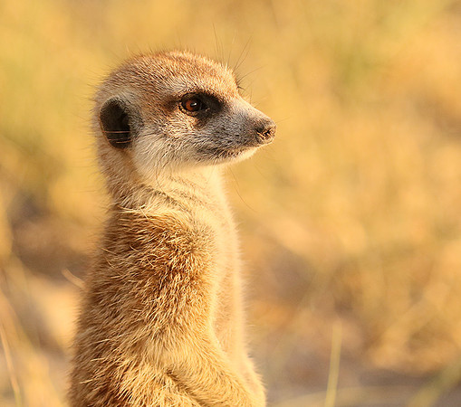 Makgadikgadi
