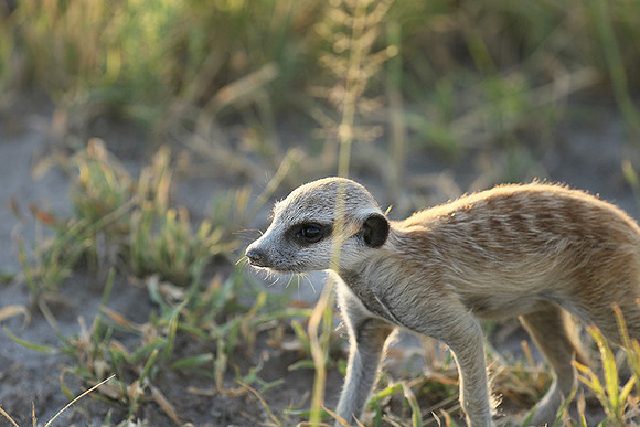 Makgadikgadi