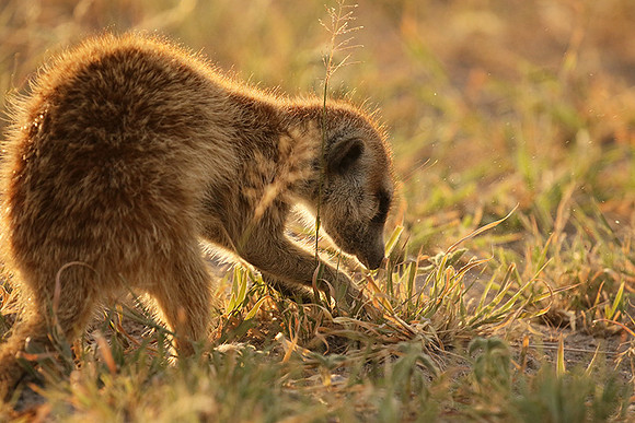 Makgadikgadi