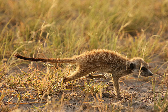Makgadikgadi
