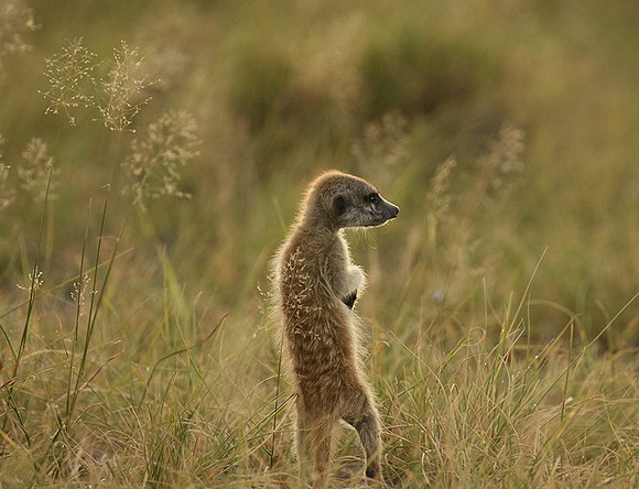 Makgadikgadi