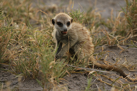 Makgadikgadi
