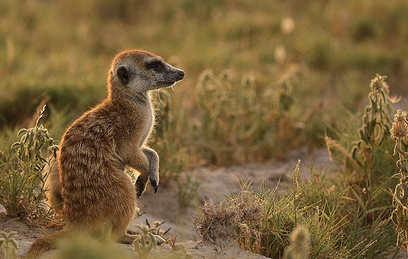 Makgadikgadi