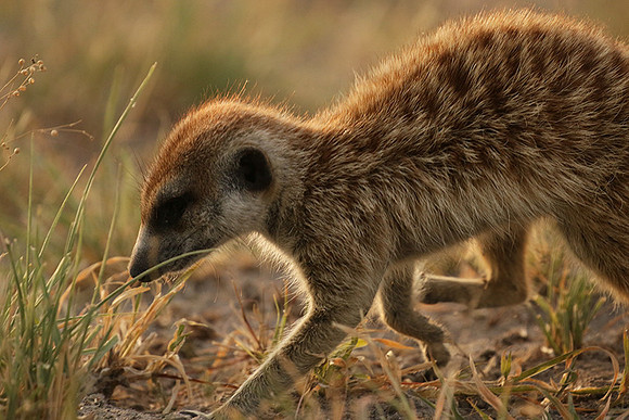 Makgadikgadi