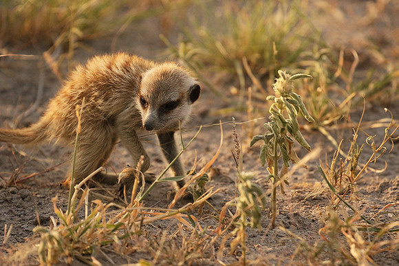 Makgadikgadi