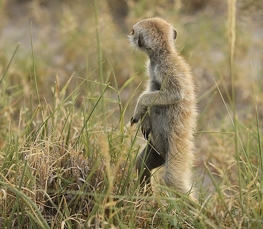 Makgadikgadi