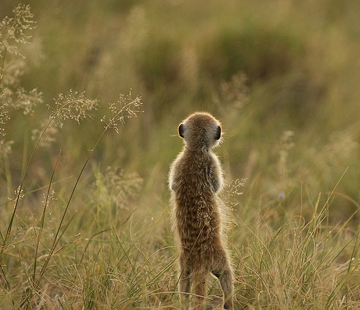 Makgadikgadi