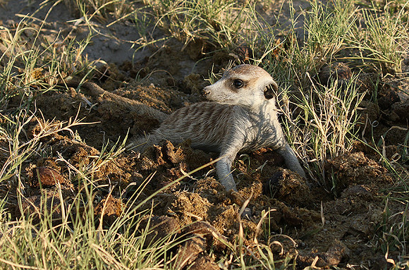 Makgadikgadi