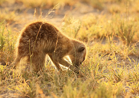 Makgadikgadi
