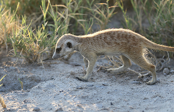 Makgadikgadi