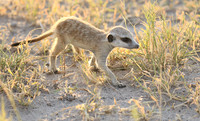 Makgadikgadi