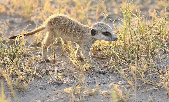 Makgadikgadi