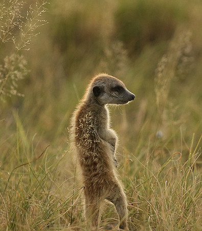 Makgadikgadi