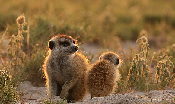 Makgadikgadi