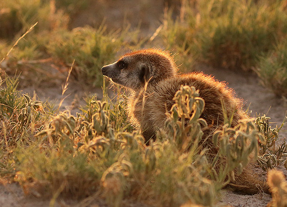 Makgadikgadi