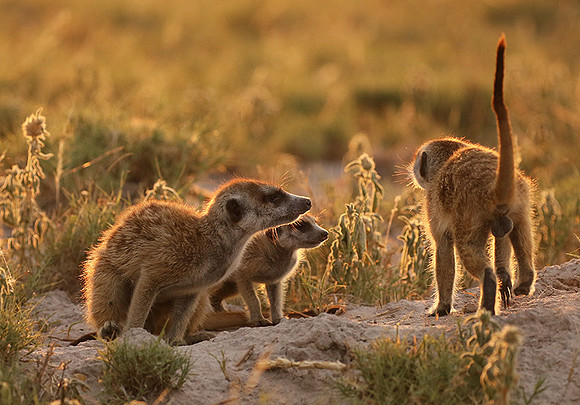 Makgadikgadi