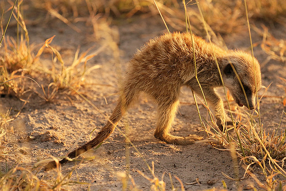 Makgadikgadi