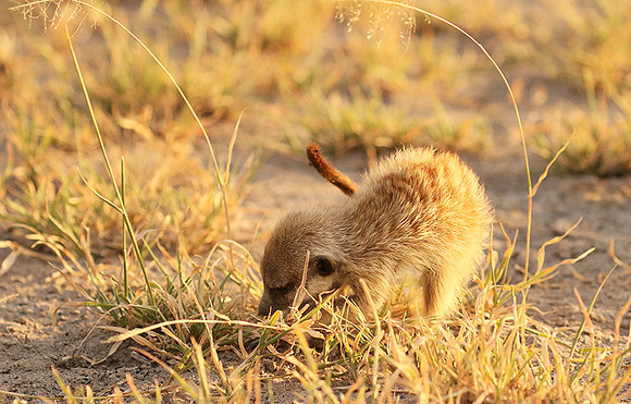 Makgadikgadi