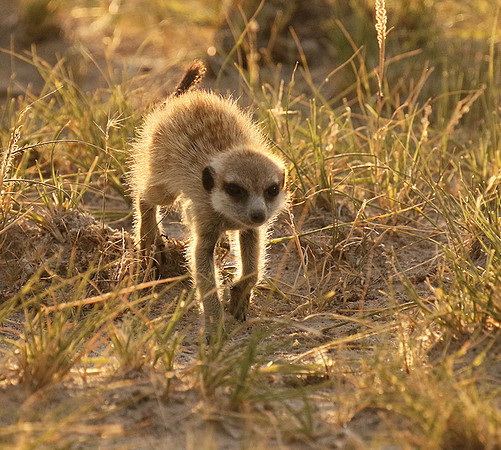 Makgadikgadi