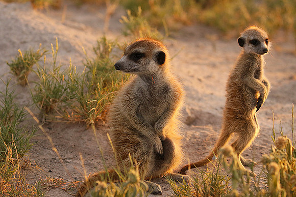 Makgadikgadi