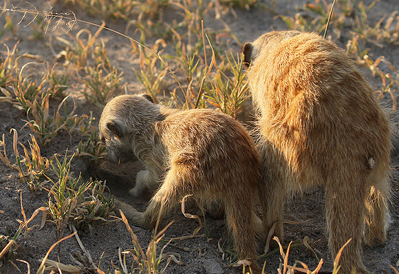 Makgadikgadi